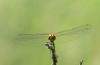 Sympetrum sp.